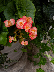 Begonia in Planters on NYC sidewalk, New York City, NY, USA