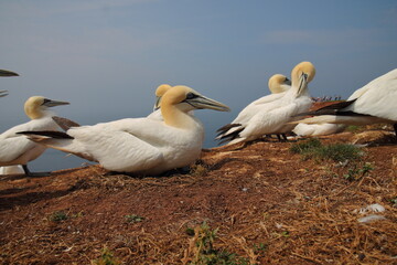 gannet