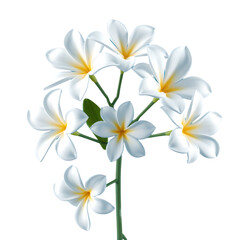 Fototapeta premium Plumeria Flowers on Transparent Background