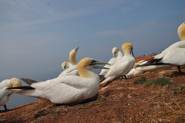 gannet