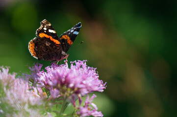 Wanderfaltter Schmettterling auf einer Blume in den Alpen