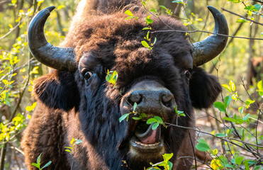 Bison / Wisent in der Döberitzerheide