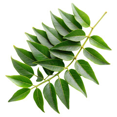 Fresh Curry Leaves Isolated on a Clean White Background for Culinary and Herbal Uses