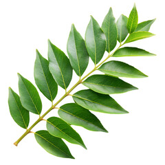 Fresh Curry Leaves Isolated on a Clean White Background for Culinary and Herbal Uses