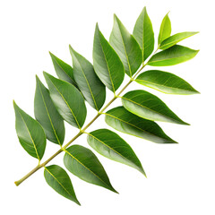 Fresh Curry Leaves Isolated on a Clean White Background for Culinary and Herbal Uses