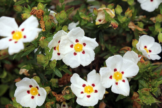 Common Gum Cistus blooms, Derbyshire England
