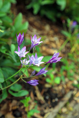 Macro image of Grassnut blooms, Derbyshire England
