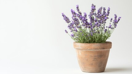 A potted lavender plant with purple flowers, showcasing natural beauty and decor.