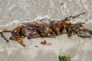 Kelp seaweed washed up on incoming tide at Ballywalter Co Down