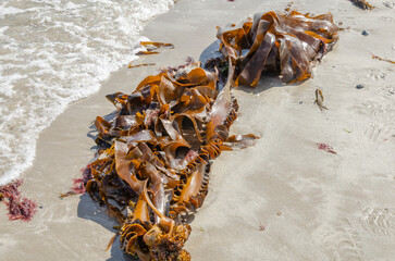 Curly leaf seweed washed up on an incoming tide at Ballywalter CO Down, Northern Ireland