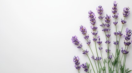 A serene arrangement of lavender flowers on a light background.