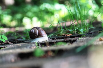 snail on a leaf