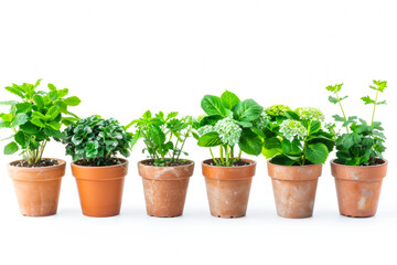 Row of Green Potted Plants in Terracotta Pots