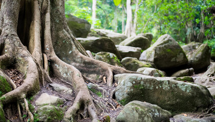Roots of huge trees growing between rocks. Green jungle background. Beautiful nature.