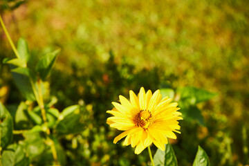 Słoneczniczek, skwarota, heliopsis, Heliopsis © Marcin Łazarczyk