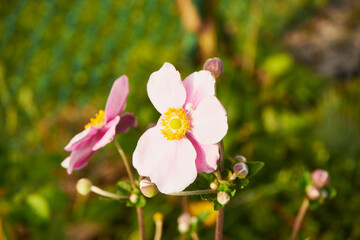  Zawilec japoński, Anemone scabiosa H.Lév. & Vaniot