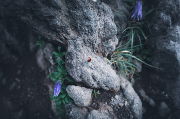 八ヶ岳に群生する高山植物