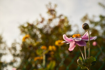  Zawilec japoński, Anemone scabiosa H.Lév. & Vaniot © Marcin Łazarczyk