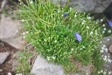 八ヶ岳に群生する高山植物