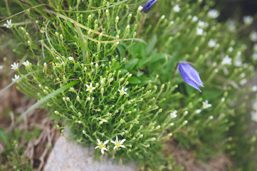 八ヶ岳に群生する高山植物