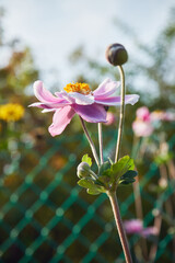  Zawilec japoński, Anemone scabiosa H.Lév. & Vaniot © Marcin Łazarczyk