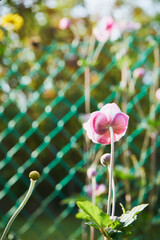  Zawilec japoński, Anemone scabiosa H.Lév. & Vaniot © Marcin Łazarczyk