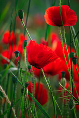 Obraz premium Papaveri a Castelluccio di Norcia