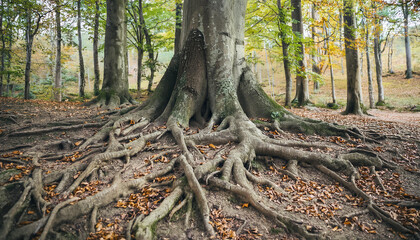 Roots of huge trees in forest at morning time. Autumn season. Beautiful nature.