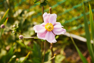  Zawilec japoński, Anemone scabiosa H.Lév. & Vaniot © Marcin Łazarczyk