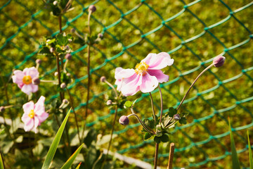  Zawilec japoński, Anemone scabiosa H.Lév. & Vaniot © Marcin Łazarczyk