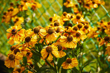  Dzielżan jesienny, Helenium autumnale L. © Marcin Łazarczyk