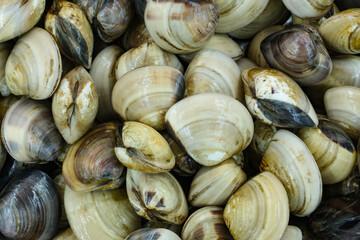 Fresh clams for seafood background