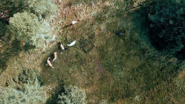 horse playing in twildlife drone shot landscape