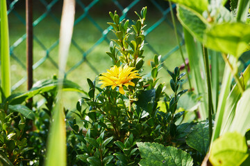 Słoneczniczek, skwarota, heliopsis, Heliopsis © Marcin Łazarczyk