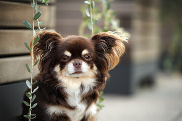 cute brown chihuahua dog portrait outdoors