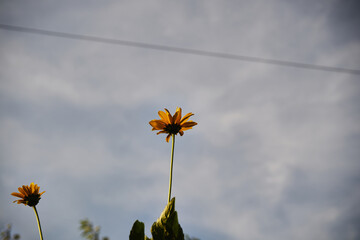 Słoneczniczek, skwarota, heliopsis, Heliopsis © Marcin Łazarczyk