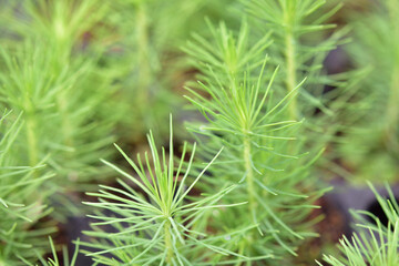 植林用に赤松の苗を育てているところ