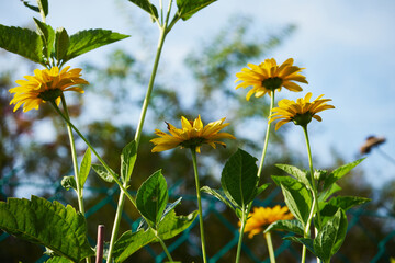 Słoneczniczek, skwarota, heliopsis, Heliopsis