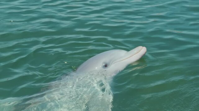 Cute bottlenose dolphin vocalizing underwater closeup