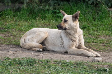 Stray mother dog, Balti, Republic of Moldova, 2024-04-07