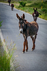 Asinello a Castelluccio di Norcia