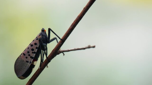 close-up of Spotted lanternfly (Lycorma delicatula) on a twig