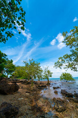Sea beach wave coast line with tropical tree blue sky with cloud summer vacation