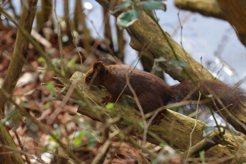red squirrel