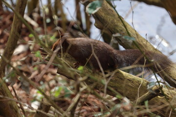 red squirrel