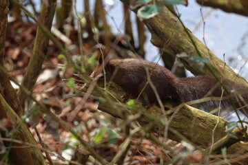 Obraz premium red squirrel