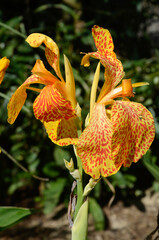 Canna indica 'en avant', Canna