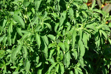 Stevia rebaudiana, Stevia à sucre