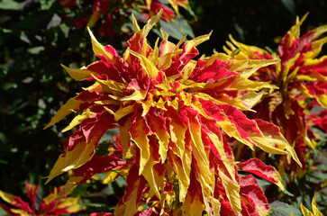 Amaranthus tricolor 'Spendens perfecta' , Amarante tricolore