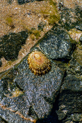 Shells on the beach when the sea has withdrawn, Brittany, france